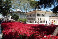 Tulpenblüte im Topkapi-Palast