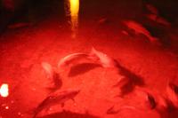 Karpfen in der Yerebatan Zisterne