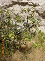 einer von vielen Äpfelbäumen