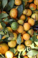 frische Mandarinen an einem Marktstand