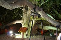 Riesenplatane in Bursa