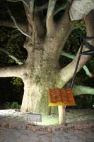 Riesenplatane in Bursa