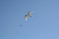 Fährüberfahrt nach Istanbul