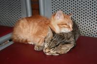 schlafende Kätzchen im Bahnhof