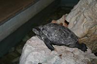 Schildkrötenbecken im Hotel in Pamukkale