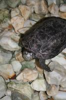 Schildkrötenbecken im Hotel in Pamukkale