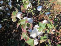 Baumwollanbau im GAP-Gebiet