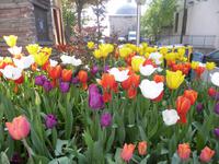 Tulpentraum in Istanbul