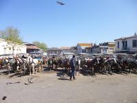 Auf der Prinzeninsel Büyükada, Istanbul