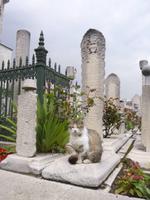 Friedhof an der Süleymaniye-Moschee, Istanbul