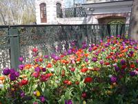 Tulpentraum in Istanbul