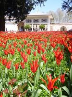 Tulpentraum in Istanbul