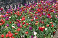 Tulpenwiese im Topkapi Serail 