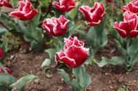 Tulpen im Topkapi Serail