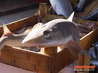 schöne Augen - auf dem Fischmarkt