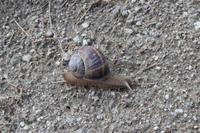 Schnecke