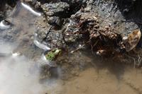 Frosch in Kappadokien