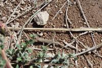 Echse in Kappadokien