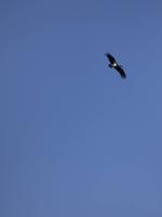 freie Wildbahn Türkei