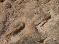 Schlangenköpfe im Löwenrelief-Felsen