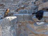 Tempelkatzen in Ephesus