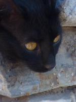 Tempelkatze // Ephesus