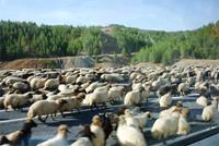 24.10.11 Schafherde auf der Autobahn