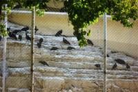 27.10.11 Waldrappstation (Kahle Ibisse) bei Birecik