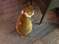 unsere liebe dicke Hotelkatze