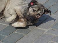 Türkei, Istanbul, Stadtrundgang, Wachhund