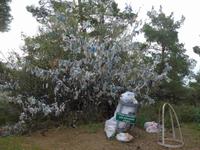 Türkei, Wunschbaum beim Zeusaltar nahe Adatepe