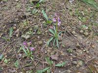 Türkei, Knabenkraut