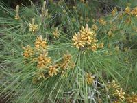 Türkei, Adatepe, Pinien