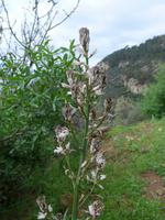 Türkei, Adatepe, Affodill