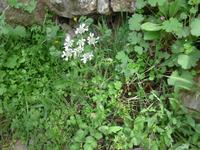 Türkei, Adatepe, Strahlblüte