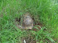 Türkei, Adatepe, Schildkröte