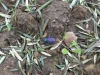 Türkei, Adatepe, Wanderung zum Wasserfall, Scarabeus