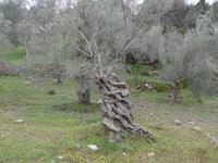 Türkei, Adatepe, Olivenhain