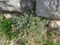 Türkei, Priene, Strohblume