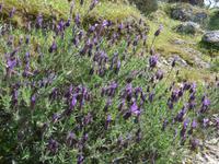 Türkei, Wanderung von Gölyaka zum Kloster, Schopflavendel