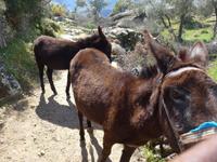 Türkei, Wanderung von Gölyaka zum Kloster