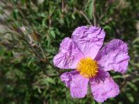 Türkei, Wanderung von Gölyaka zum Kloster, Zistrose