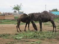 Harran ist fast in der Wüste - also Kamele