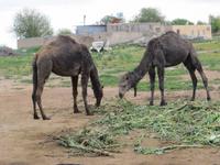 Harran ist fast in der Wüste - also Kamele