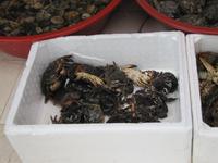 Auf dem Fischmarkt