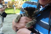 Babykatze an der Süleyman Moschee