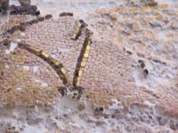 Detail des Mosaikes
