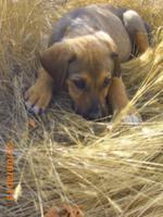 Hund Efes