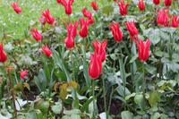 Istanbuler Tulpen