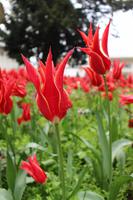 Istanbuler Tulpen